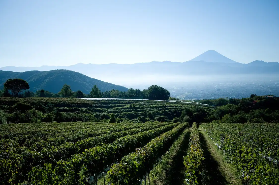 Hotels near Suntory tominooka winery