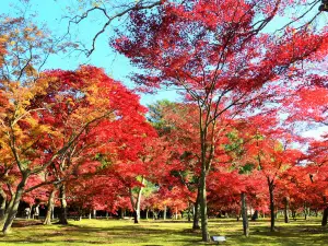 Okayama Korakuen