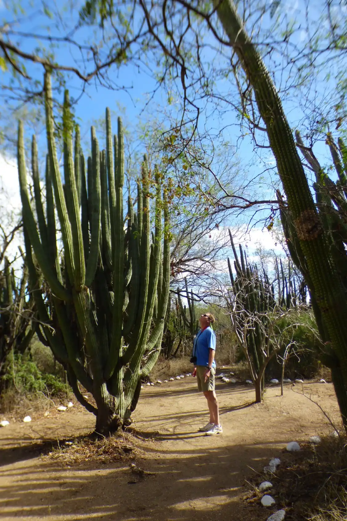 Hotel in zona Cactus Sanctuary