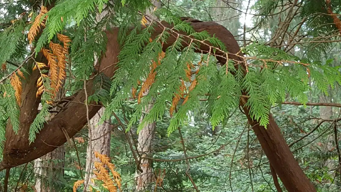 Hotel in zona Grandview Forest Park