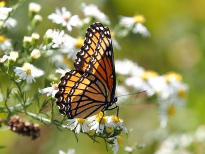 Midewin National Tallgrass Prairie