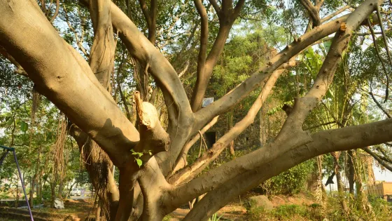 Belapur Fort