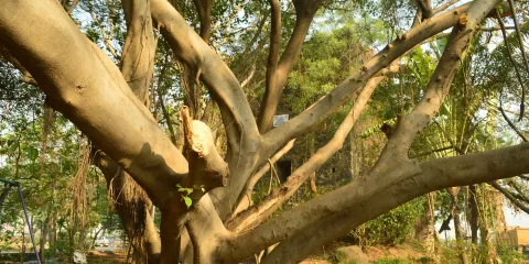 Belapur Fort