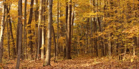 Frink Centre Conservation Area