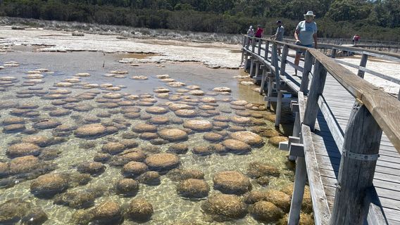 Lake Clifton Thrombolites