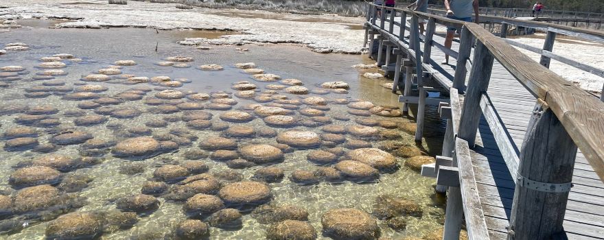 Lake Clifton Thrombolites