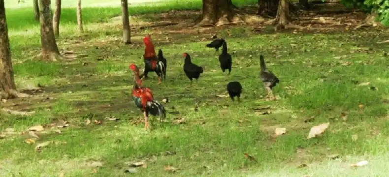 โรงแรมในอำเภอ ปราสาท