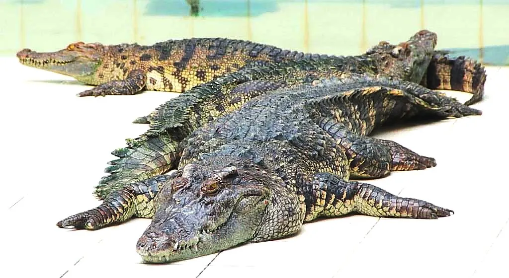 4_Phuket Crocodile World