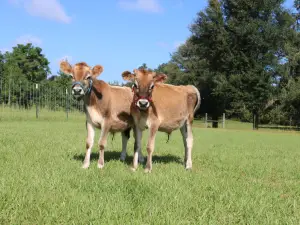 Redemptive Love Farm
