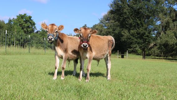 Redemptive Love Farm