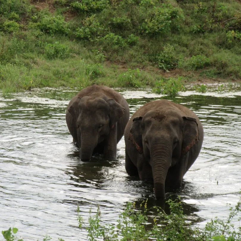 2_Safari Wildtour