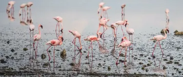 Kikuyu