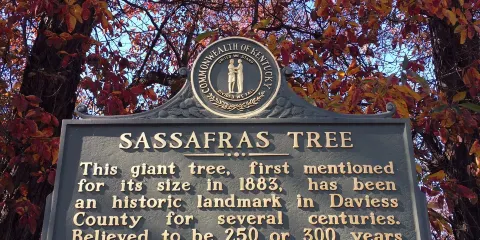 World's Largest Sassafras Tree