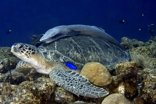 Jan Thiel Diving Curacao