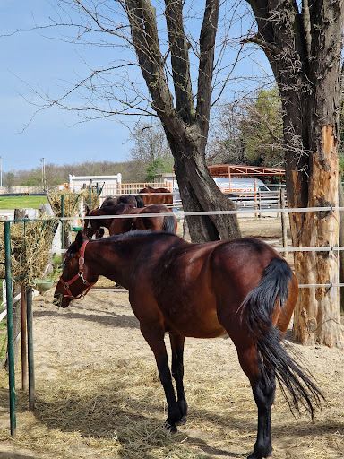 Racecourse Sombor