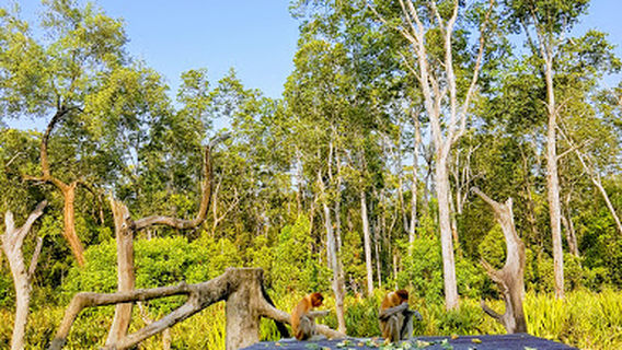 Labuk Bay Proboscis Monkey Santuary