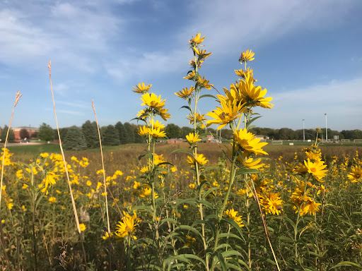 Dordt Prairie
