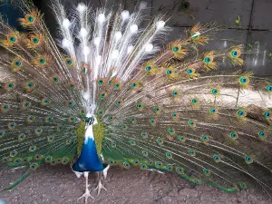 Granja Don Hector
