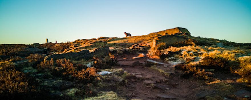 The Roaches