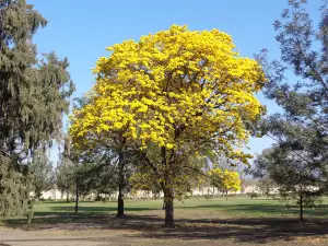 La Esperanza Golf Club