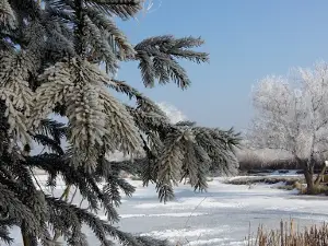 Balta Nitchidorf Nr 2