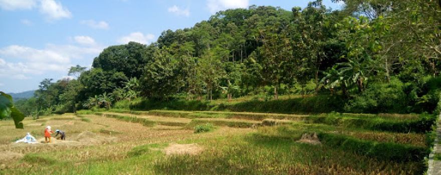 Hutan Kota Bungkirit