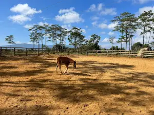Măng Đen horse farm