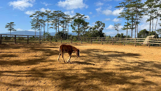 Măng Đen horse farm