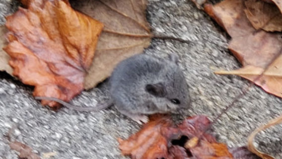 Tunnel Spring Rail Trail