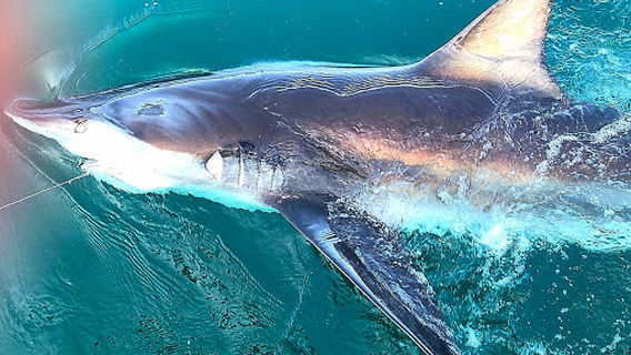 Ocean Charters Struisbaai