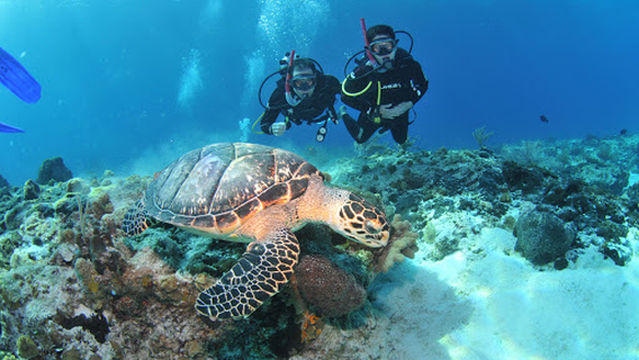Centro de Mergulho Dive is Cool