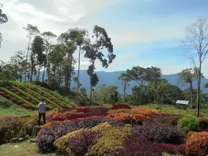 Puncak Tonang