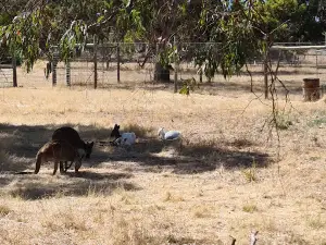 Bordertown Wildlife Park