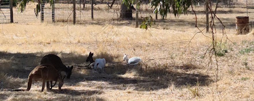 Bordertown Wildlife Park