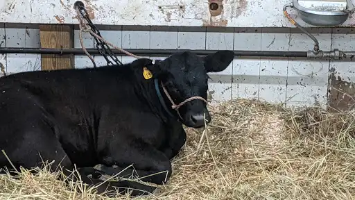 Iron County Fair