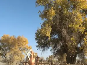 Populus Euphratica King Scenic Area