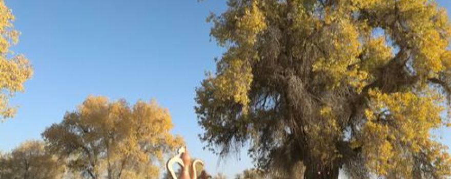 Populus Euphratica King Scenic Area