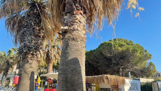 Palmiye beach