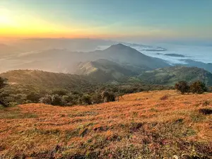Doi Pui Co