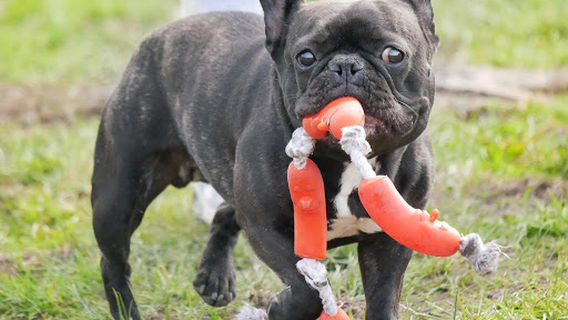 Oswaldtwistle Dog Park & Doggy Daycare