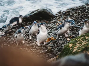 Oamaru Blue Penguin Colony