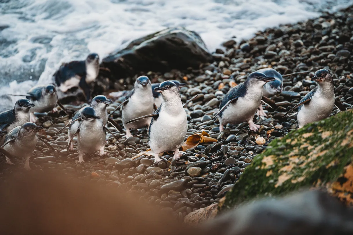 2_Oamaru Blue Penguin Colony