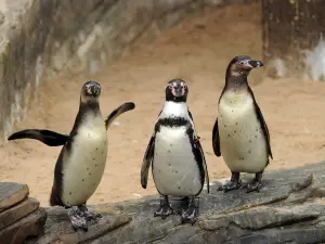 Popular Family-friendly Attractions in Hague