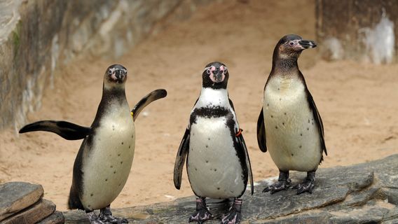 Sea Life Scheveningen