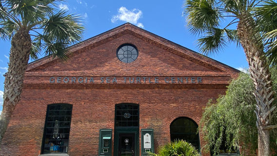 Georgia Sea Turtle Center