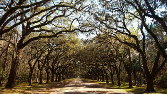 Savannah