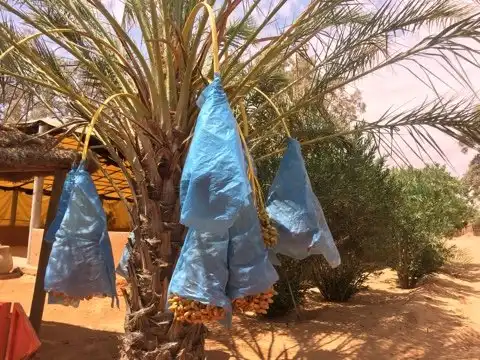 Hotels near Sahara Desert