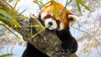 Roger Williams Park Zoo