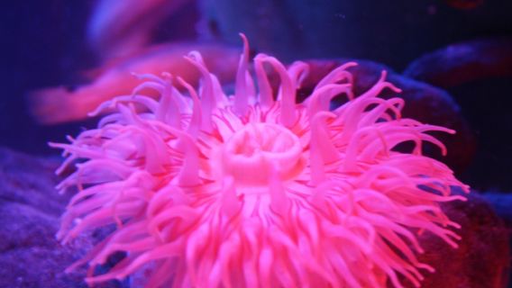 SEA LIFE Loch Lomond Aquarium