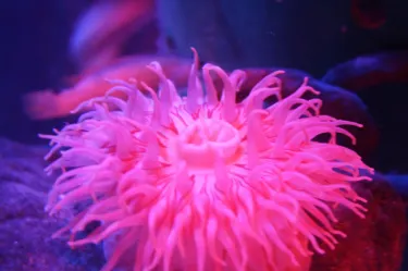 SEA LIFE Loch Lomond Aquarium